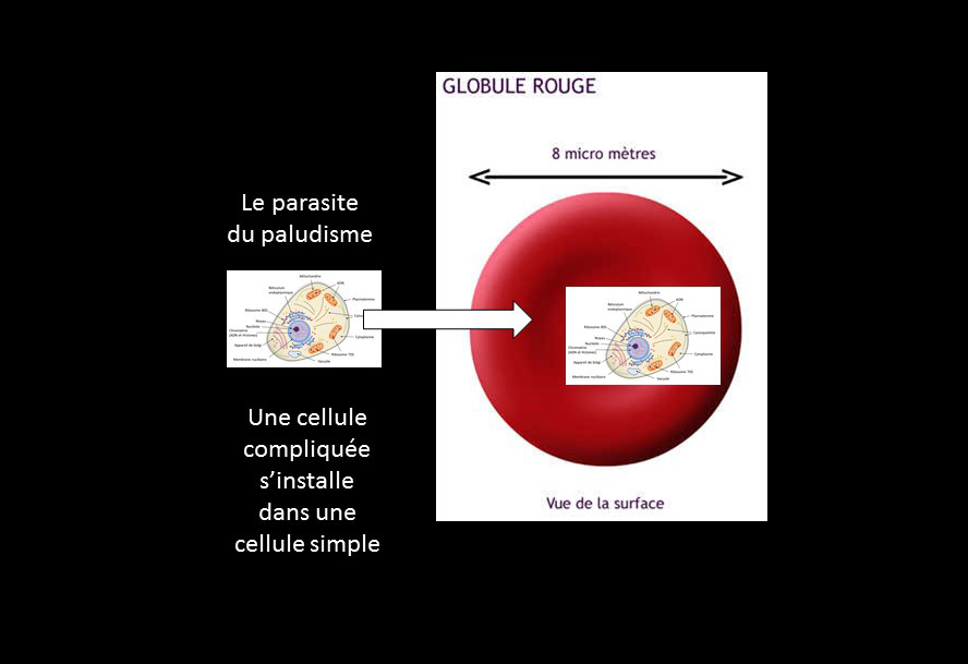 P4 Globules rouges Labroom